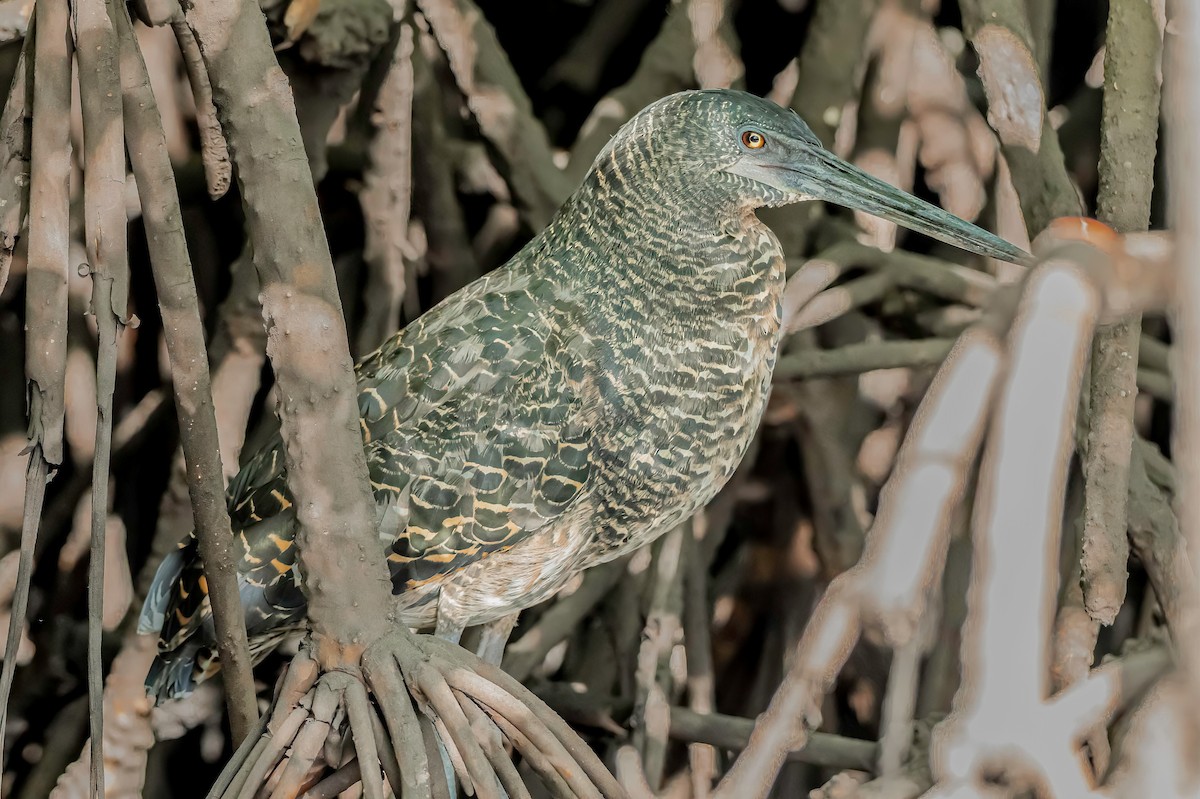 White-crested Tiger-Heron - ML634870513