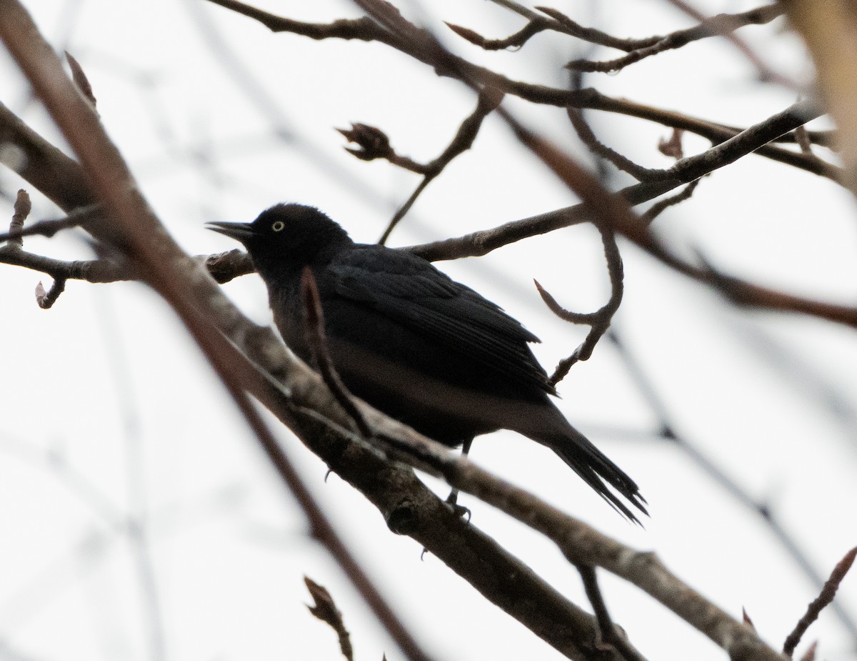 kanadatrupial - ML634870615