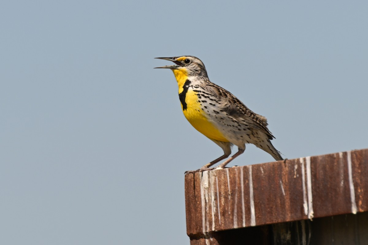 Western Meadowlark - ML634870654