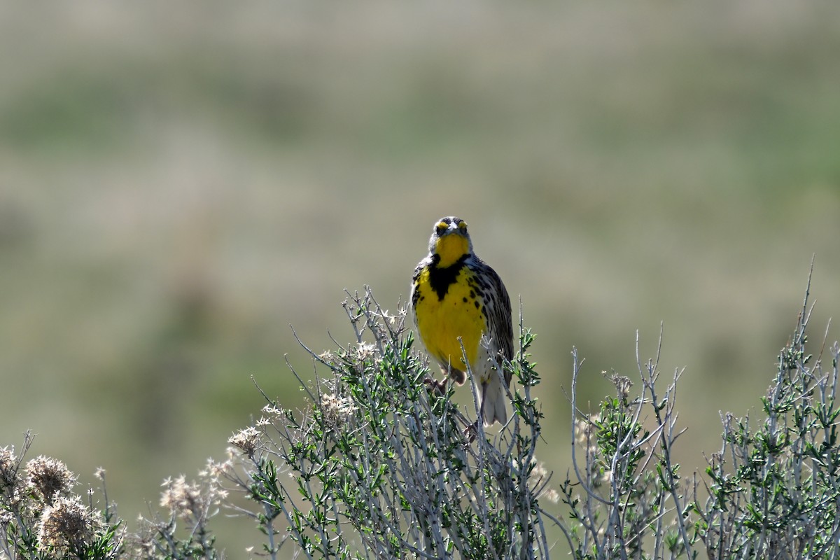 Western Meadowlark - ML634870655