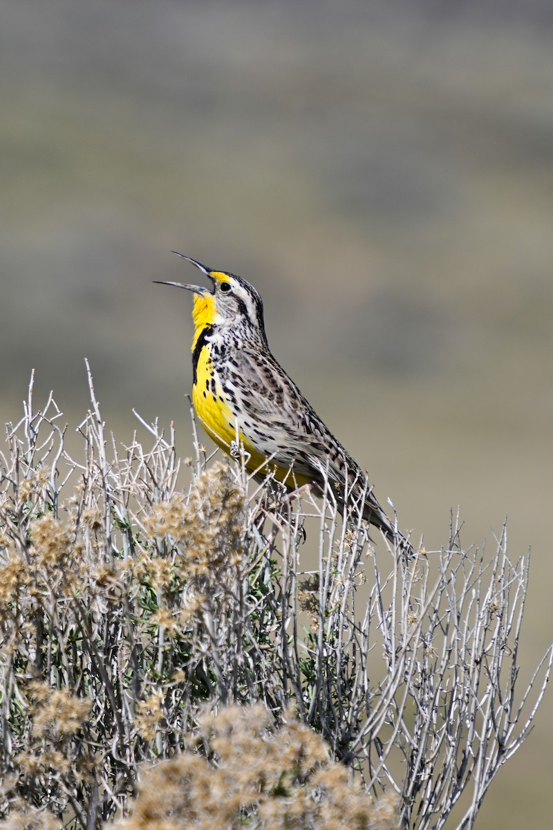 Western Meadowlark - ML634870656