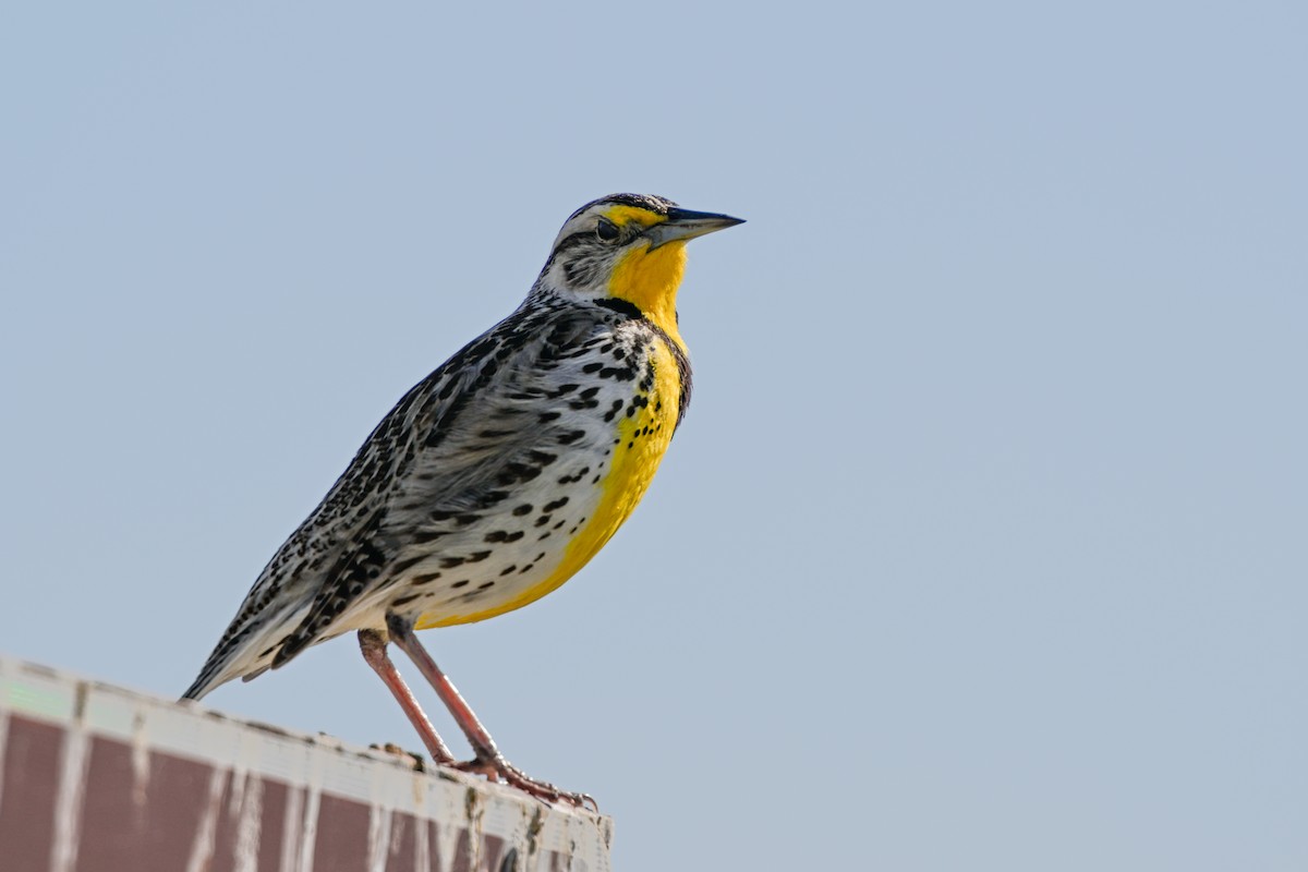 Western Meadowlark - ML634870657