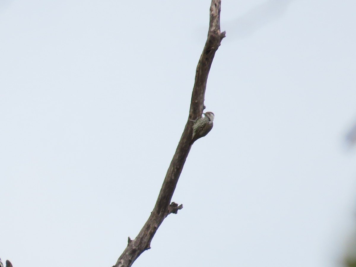 Pic cardinal - ML634870952