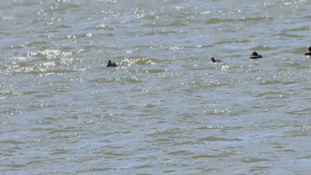Ruddy Duck - ML634871087