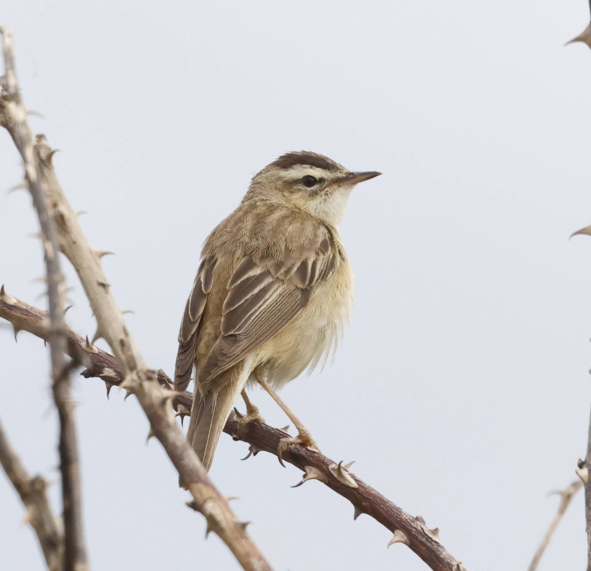 Sedge Warbler - ML634871126
