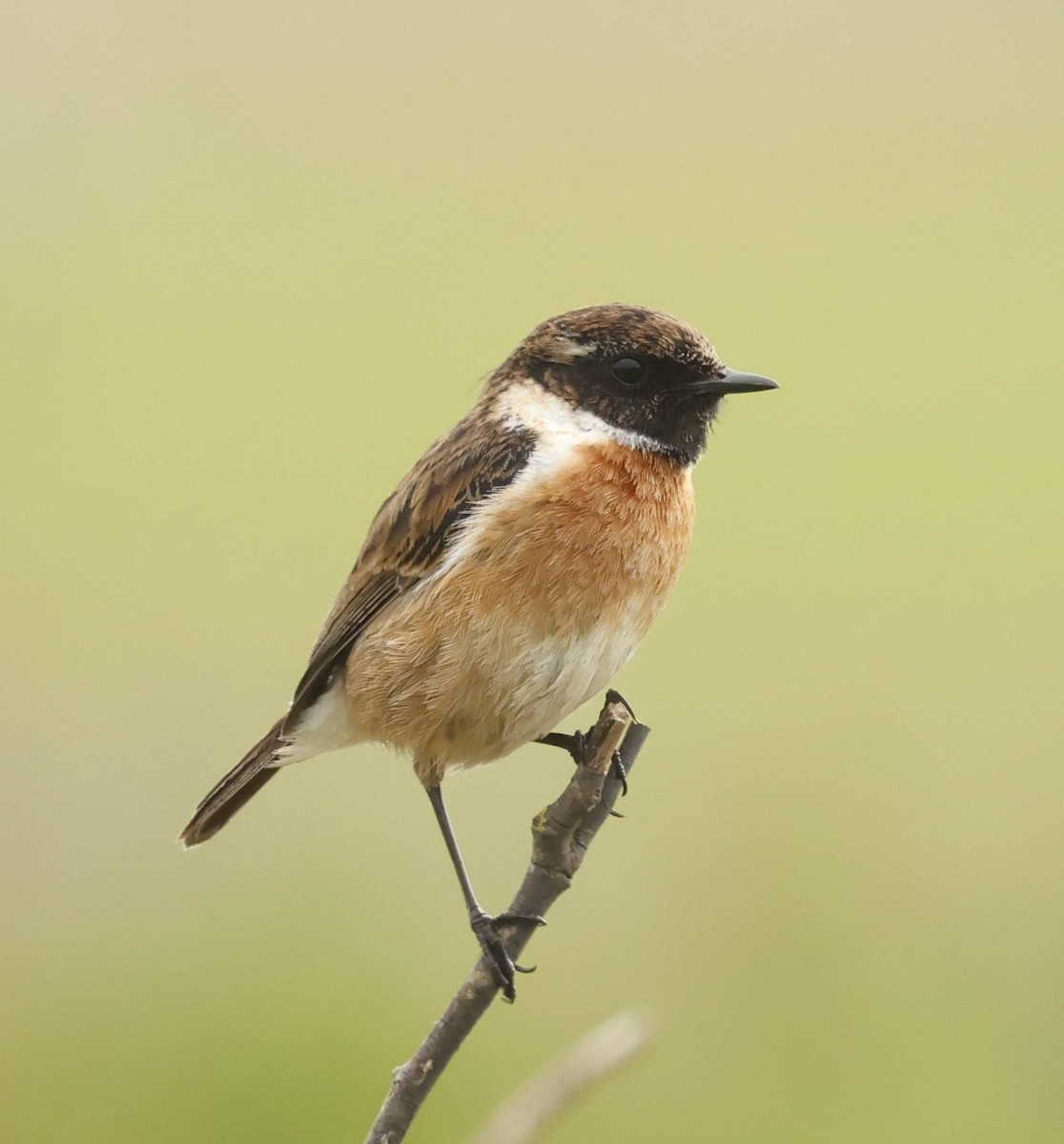 European Stonechat - ML634871141