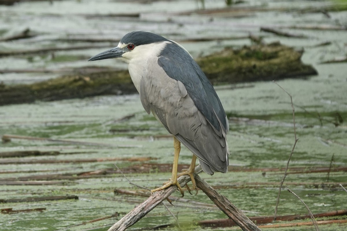 Black-crowned Night Heron - ML634871177