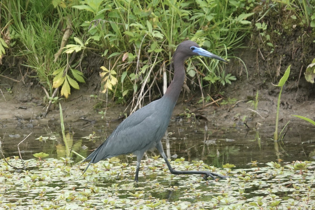 Little Blue Heron - ML634871183