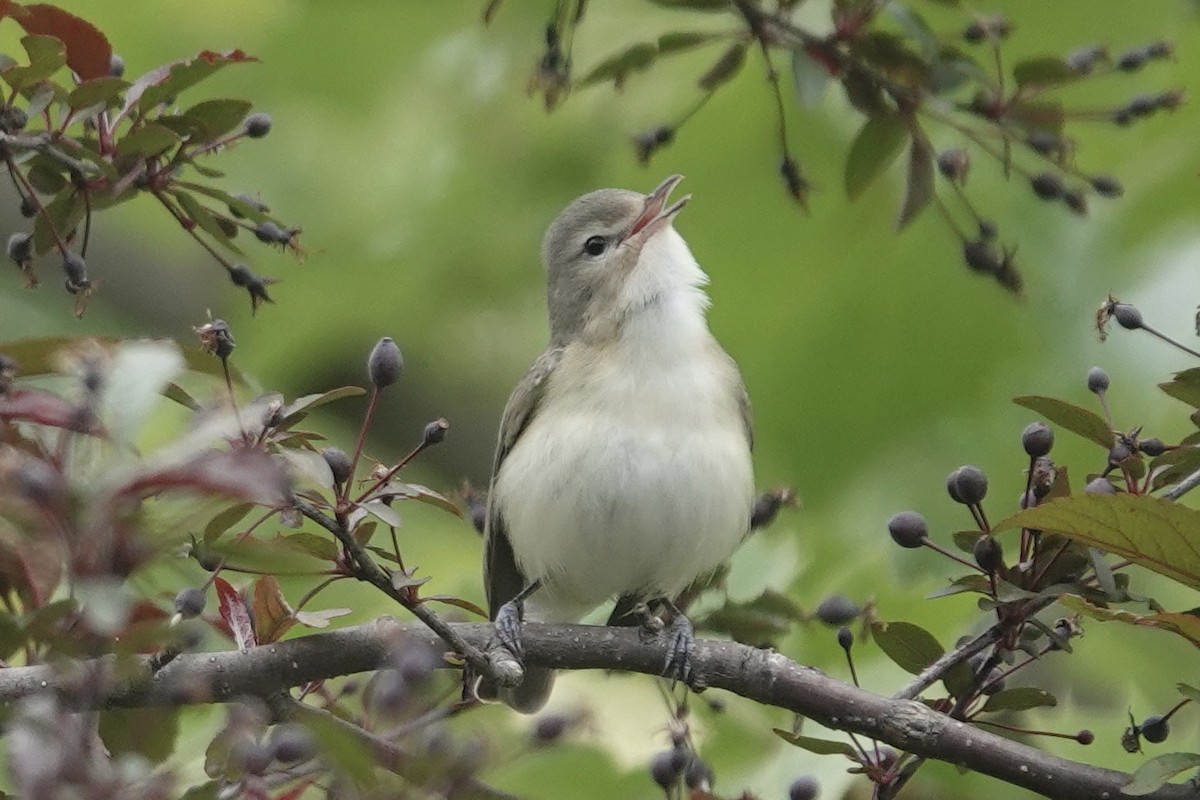 Eastern Warbling Vireo - ML634871192