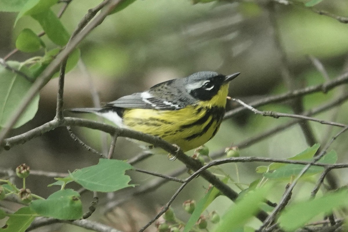 Magnolia Warbler - ML634871199
