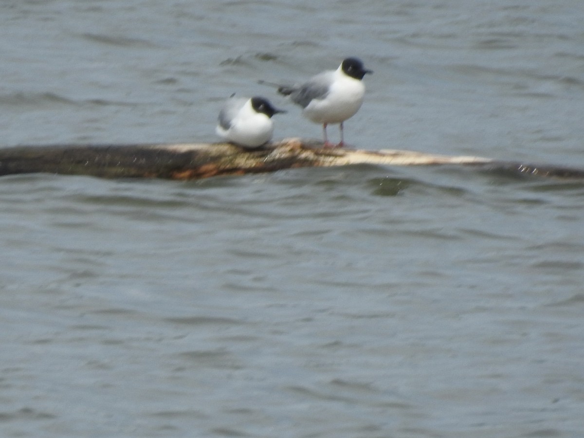 Mouette de Bonaparte - ML634871281