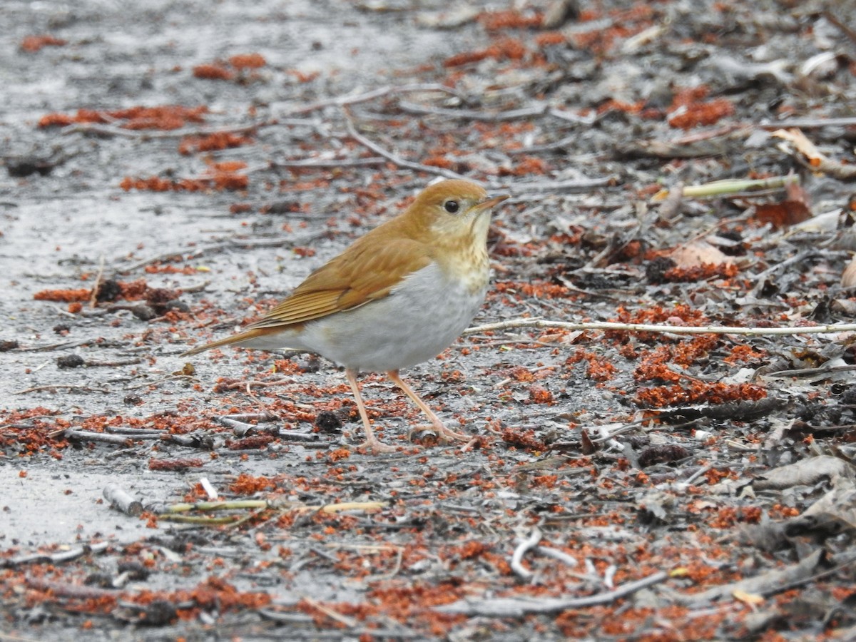Veery - ML634871321