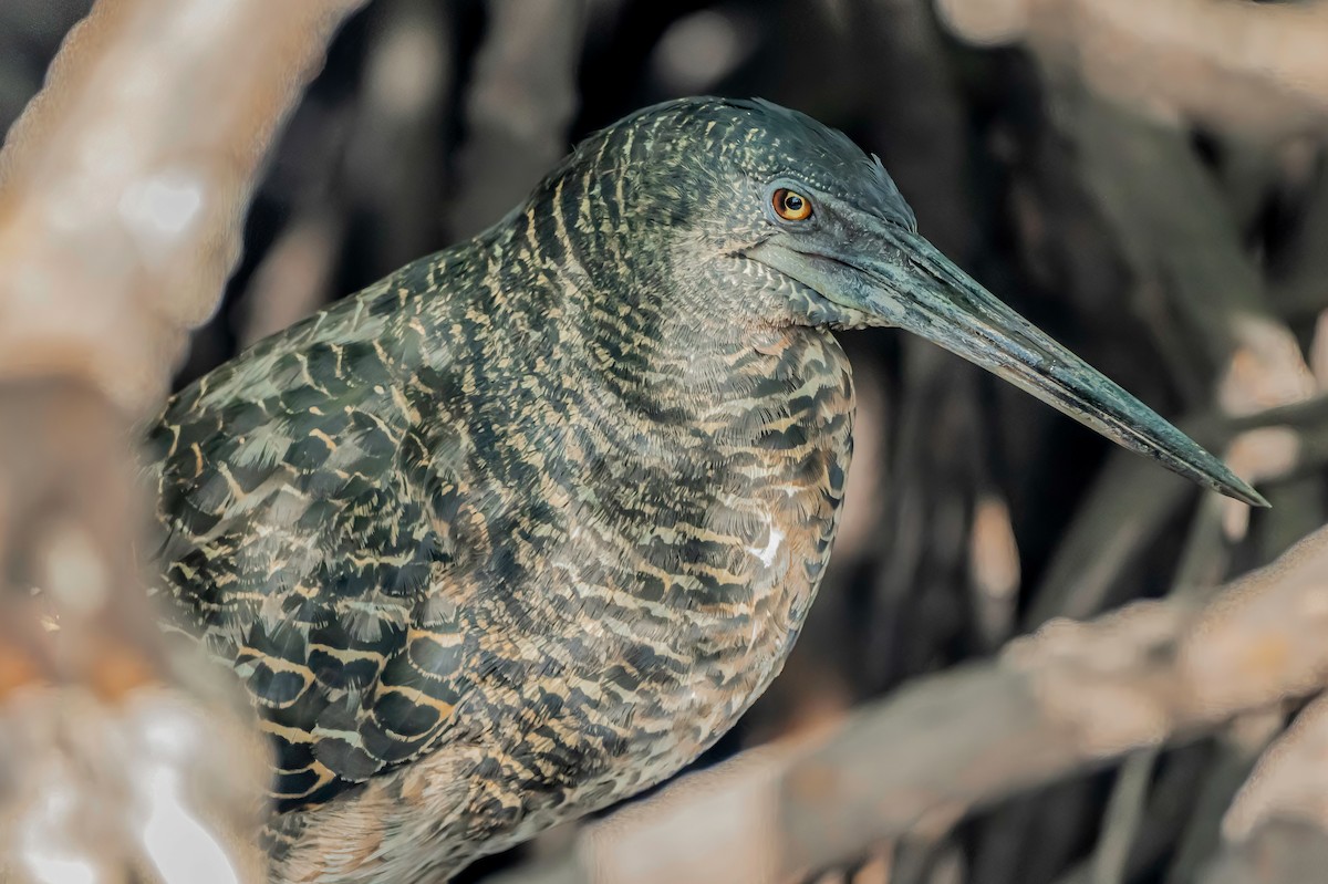White-crested Tiger-Heron - ML634871334