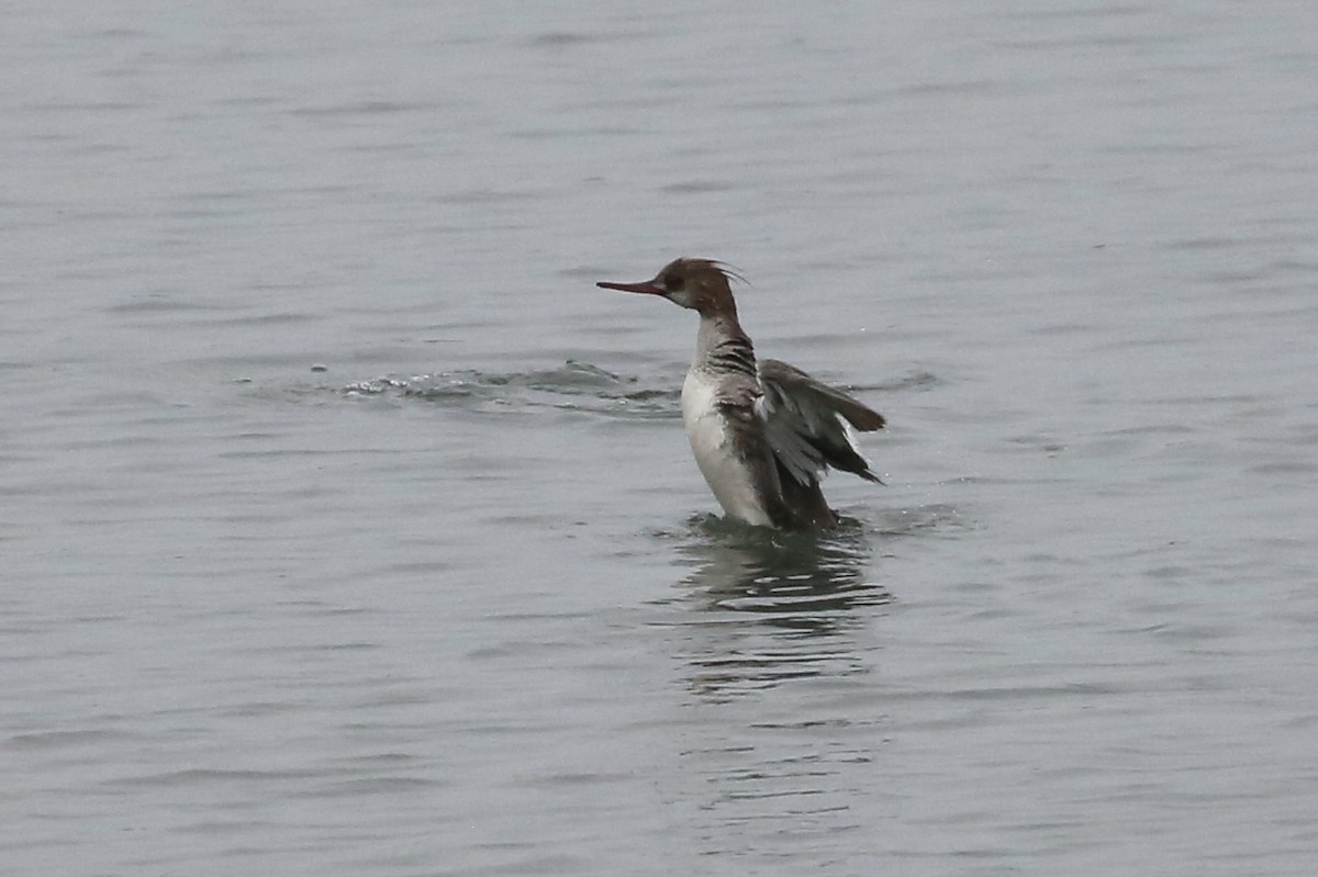 Сэвгэр бохио - ML634871372