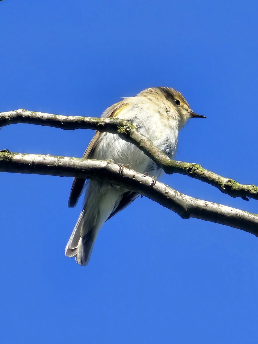 Common Chiffchaff - ML634871480