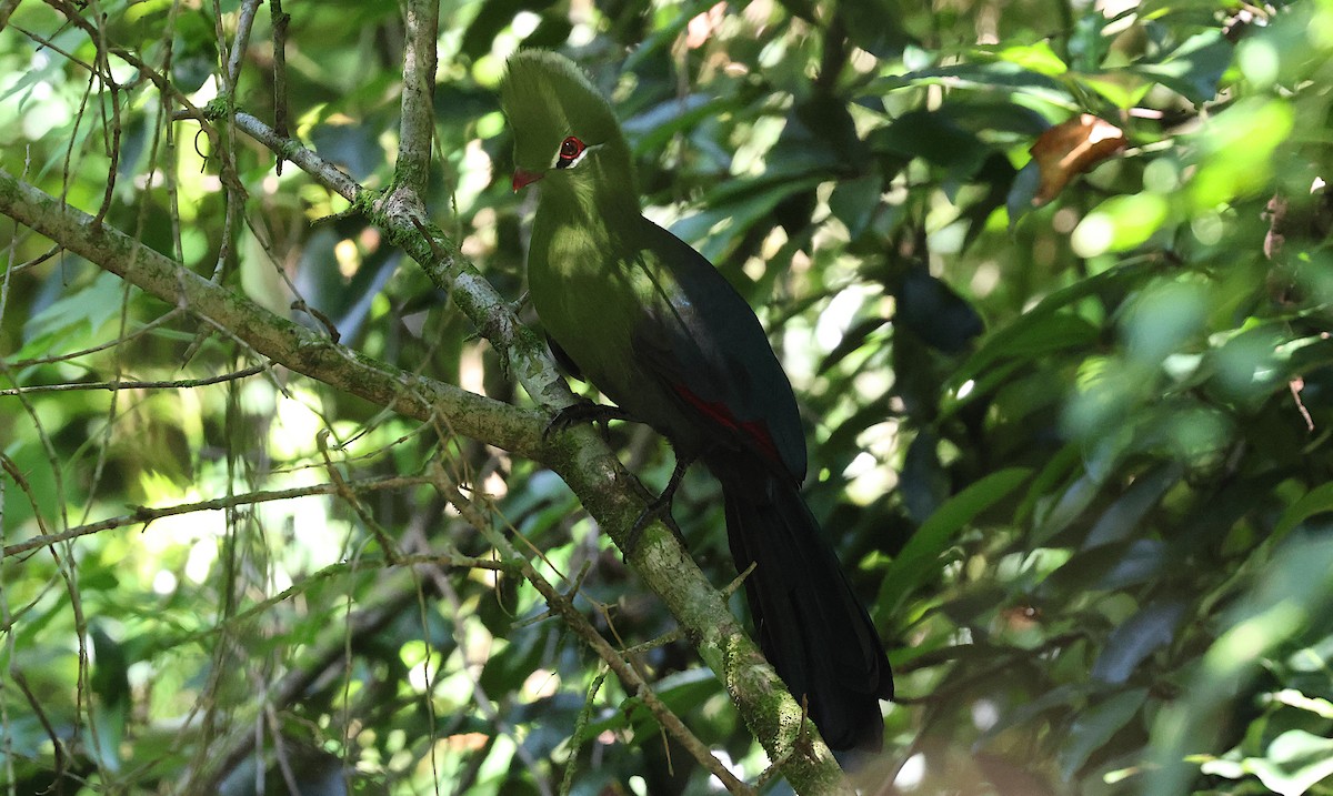 Knysna Turaco - ML634871565