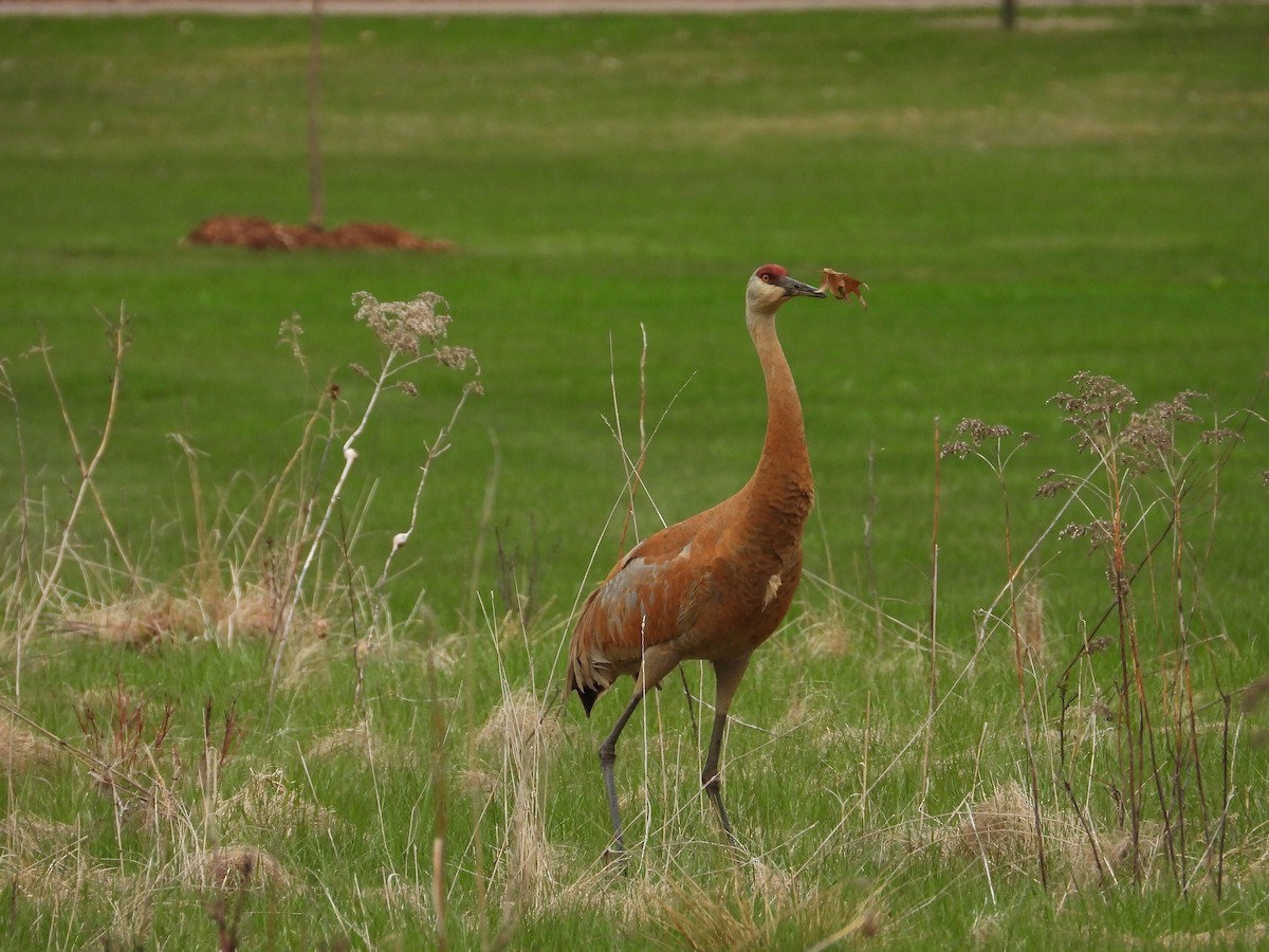 Sandhill Crane - ML634871575