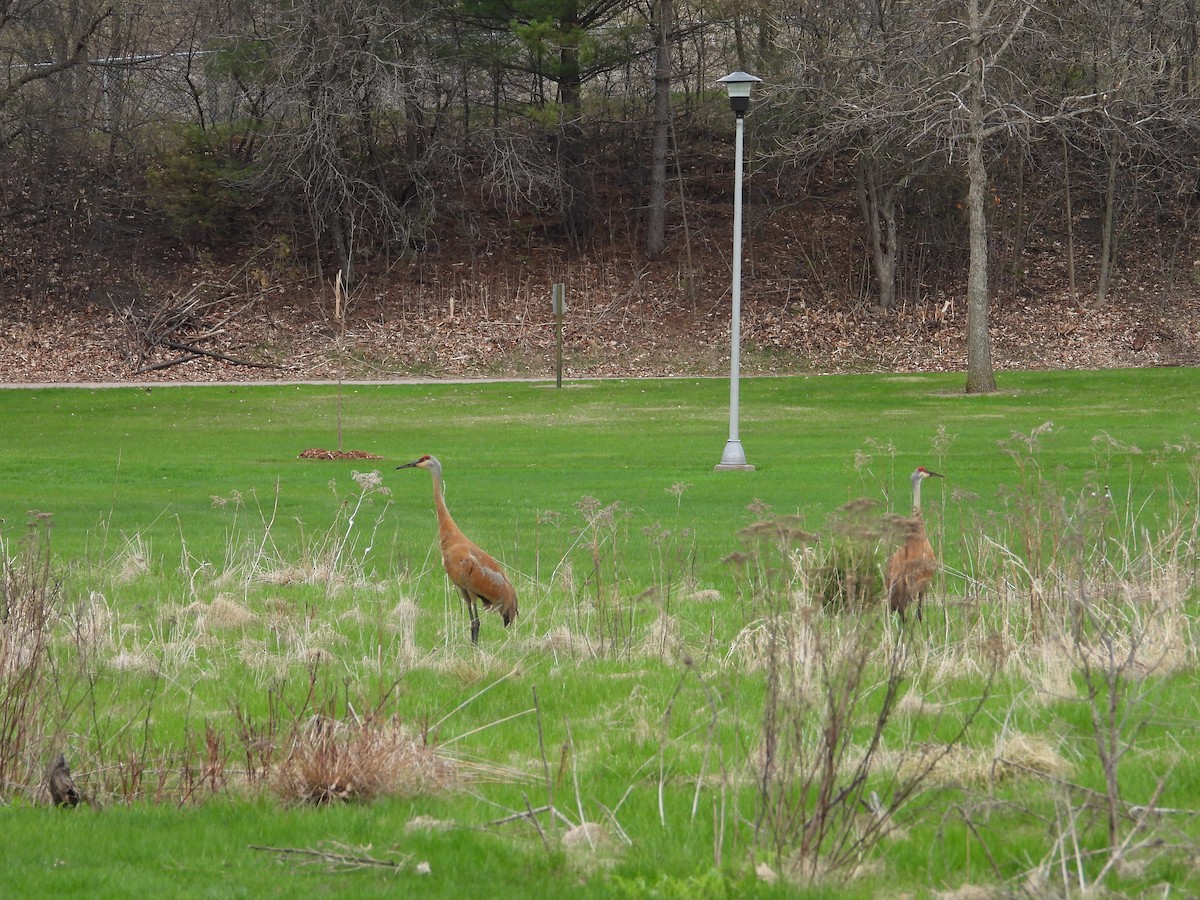 Sandhill Crane - ML634871576