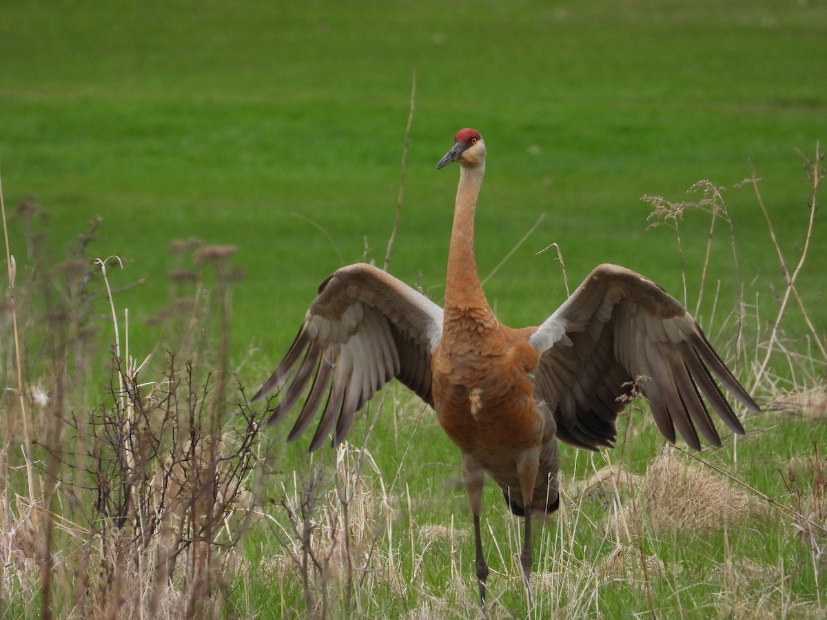 Sandhill Crane - ML634871577