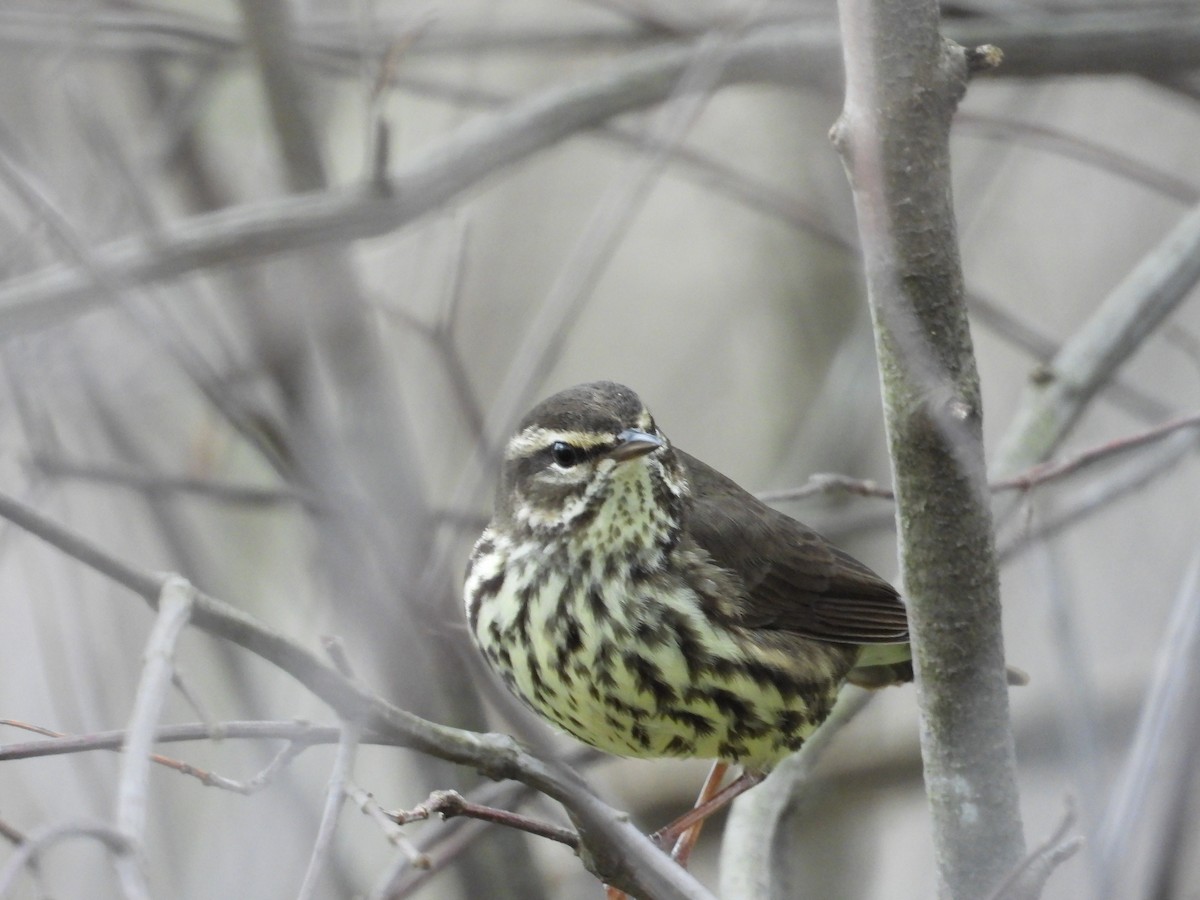 Northern Waterthrush - ML634871591