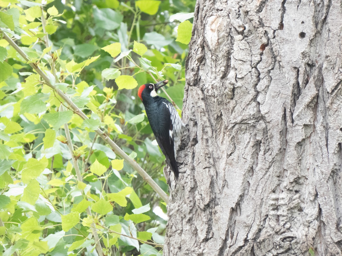 datel sběrač - ML634871629