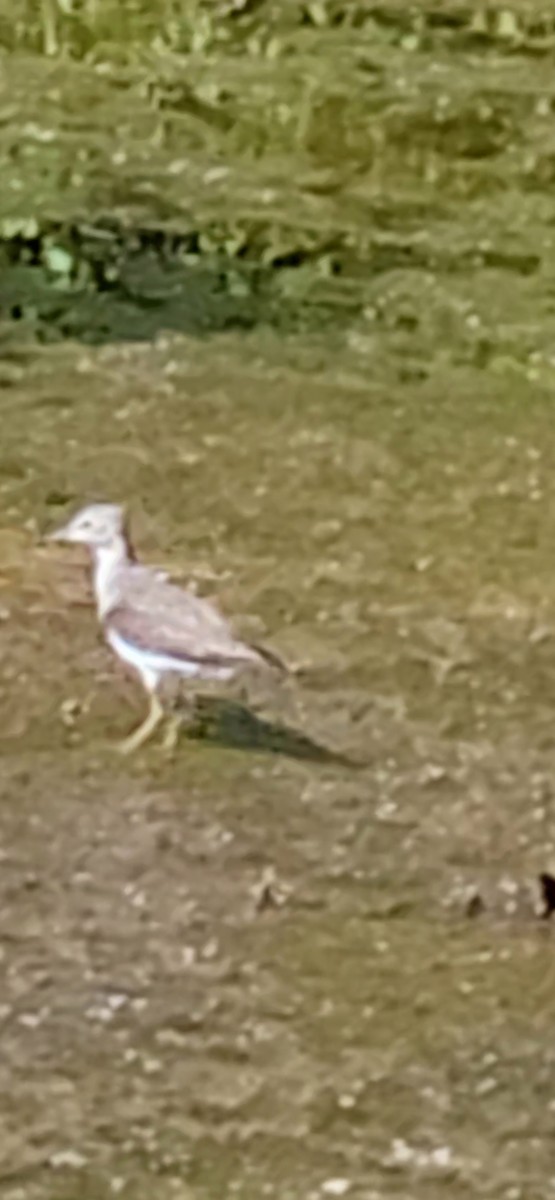 vodouš samotářský - ML634871655