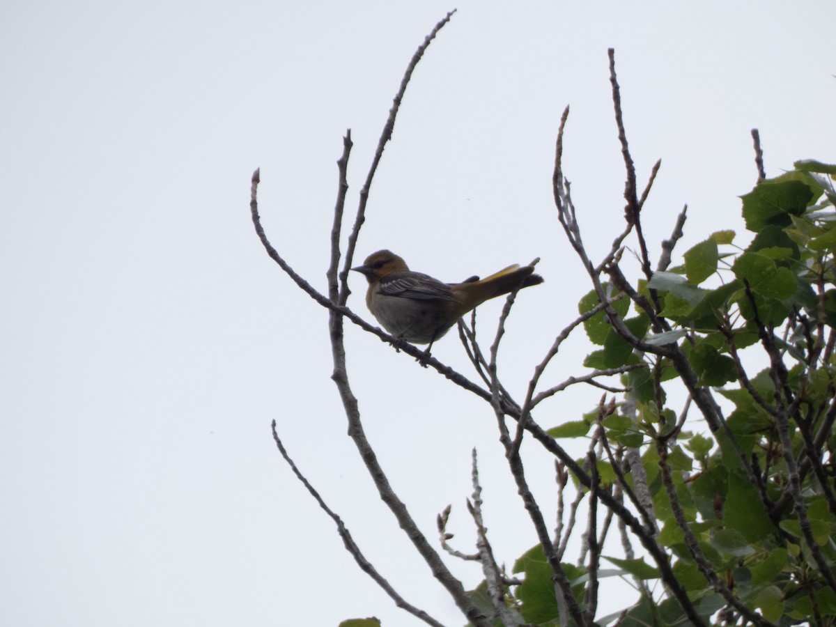 Bullock's Oriole - ML634871667