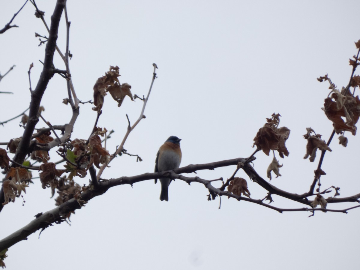 papežík lazurový - ML634871681