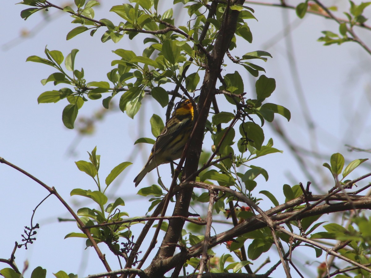 lesňáček skvrnitý - ML634871905