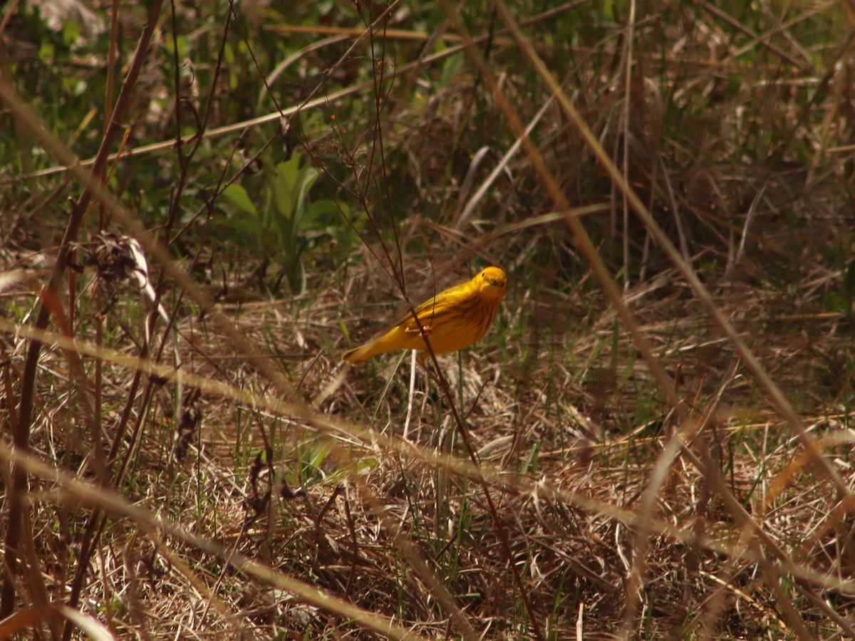 lesňáček zlatotemenný - ML634871915