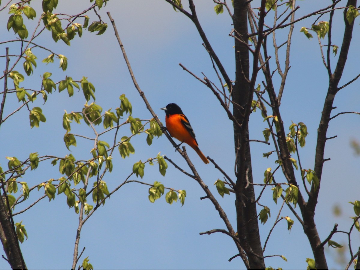 trupiál baltimorský - ML634871936