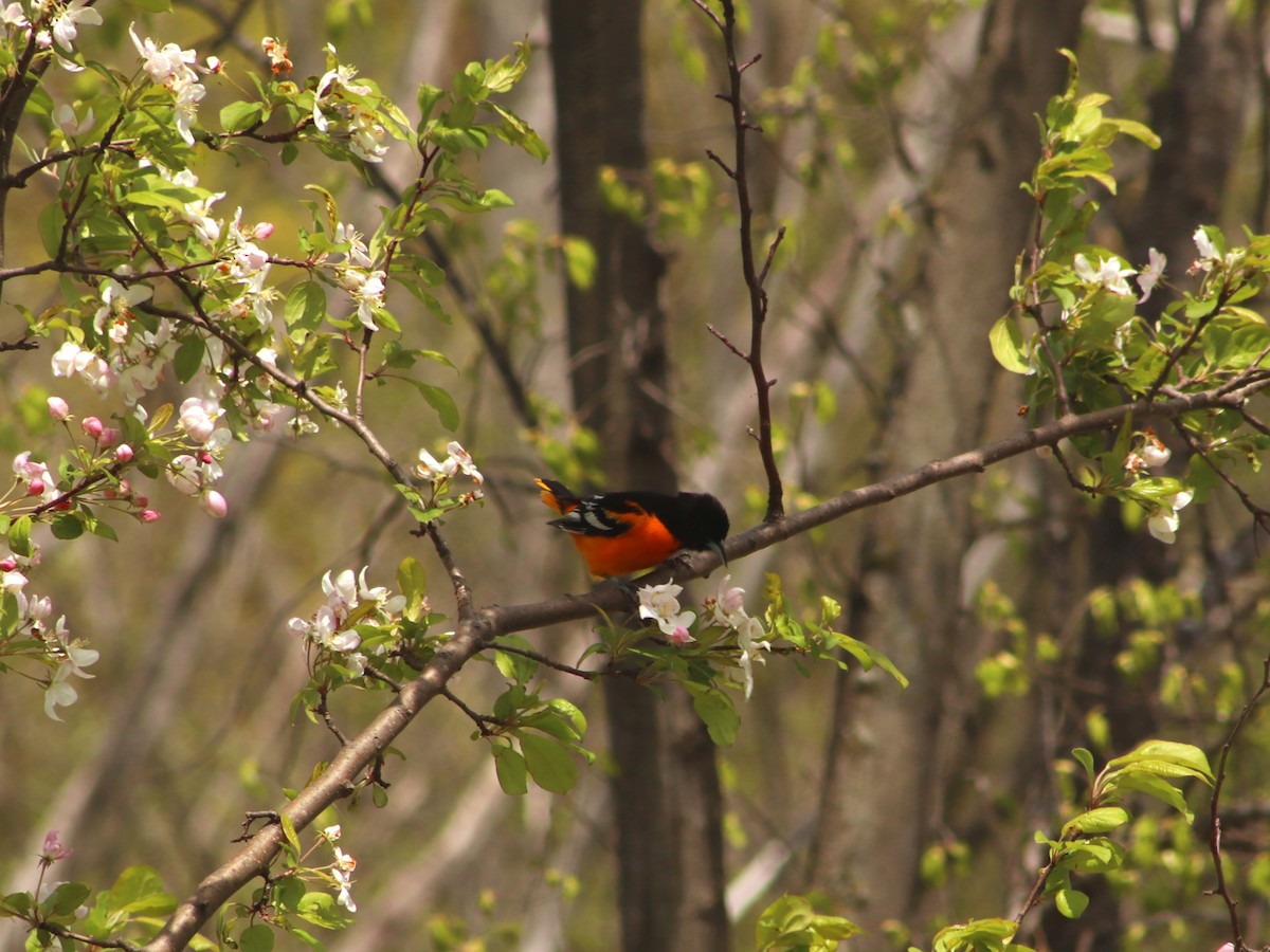 trupiál baltimorský - ML634871937