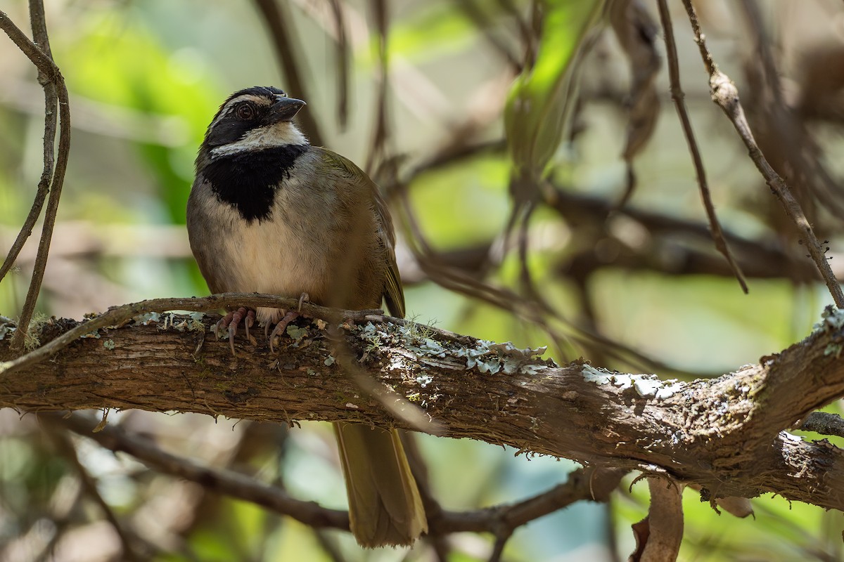 Collared Towhee - ML634872107