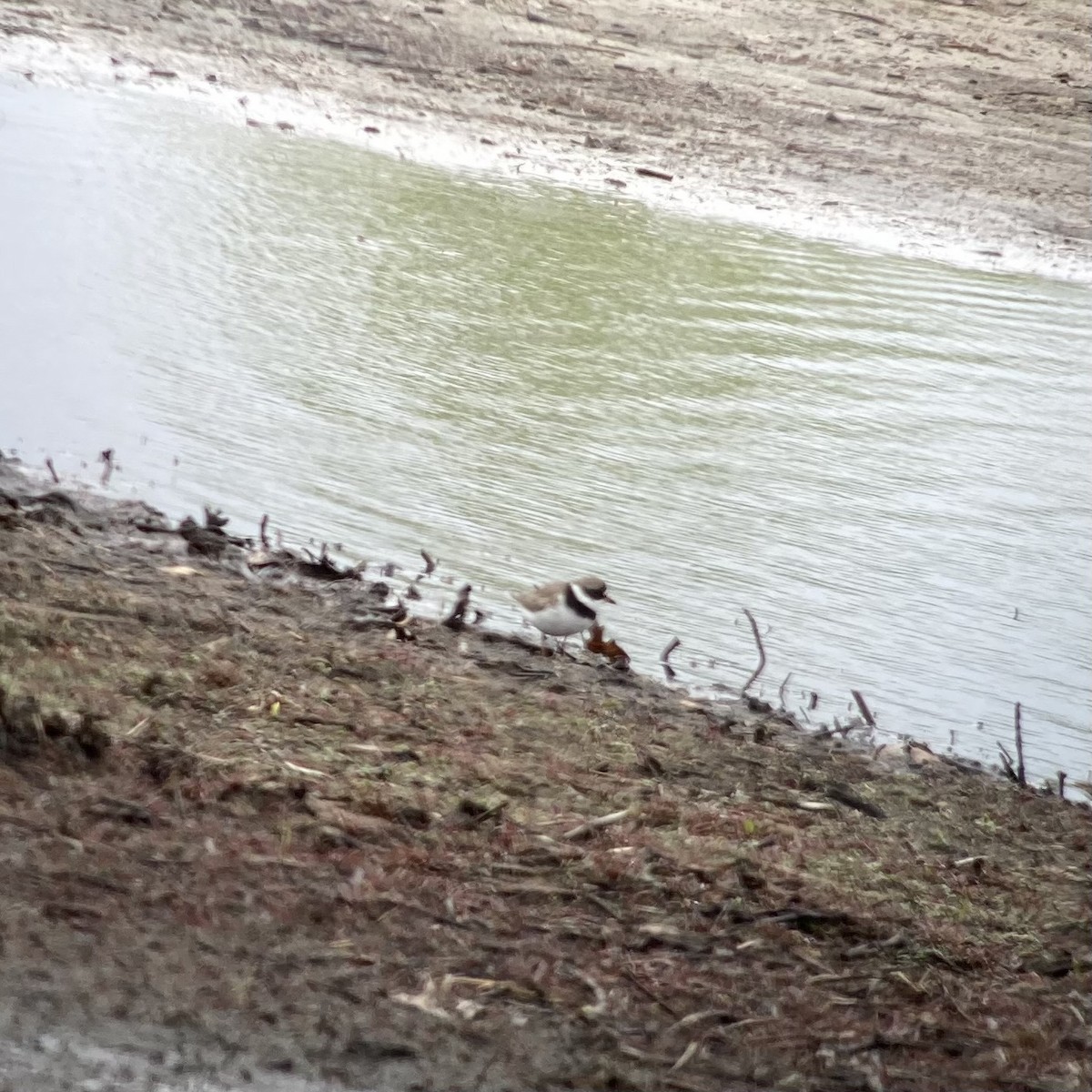 Semipalmated Plover - ML634872125