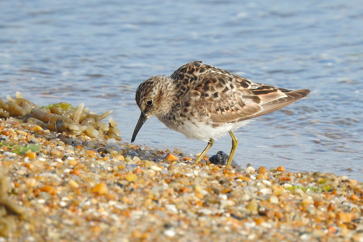 Least Sandpiper - ML634872126