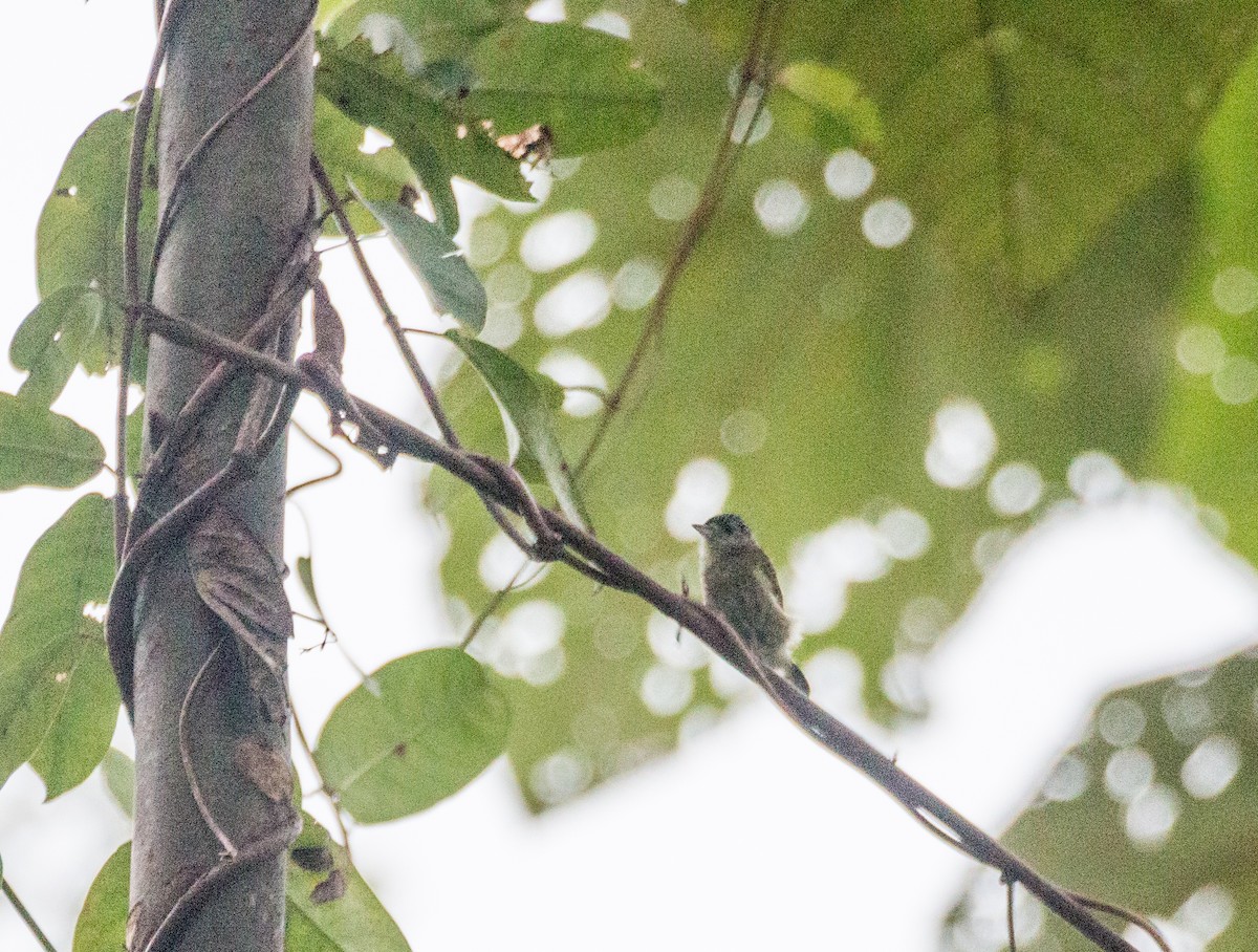 Bar-breasted Piculet - ML634872231