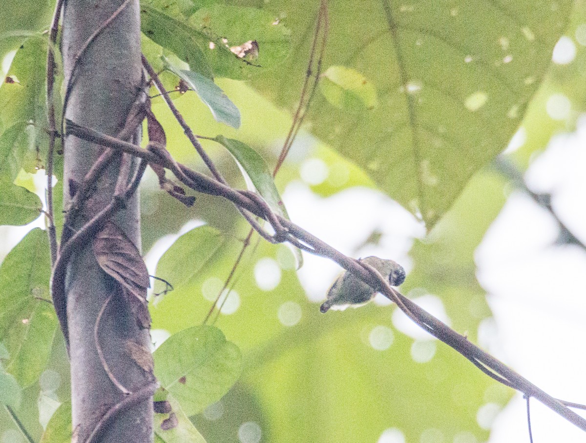 Bar-breasted Piculet - ML634872232