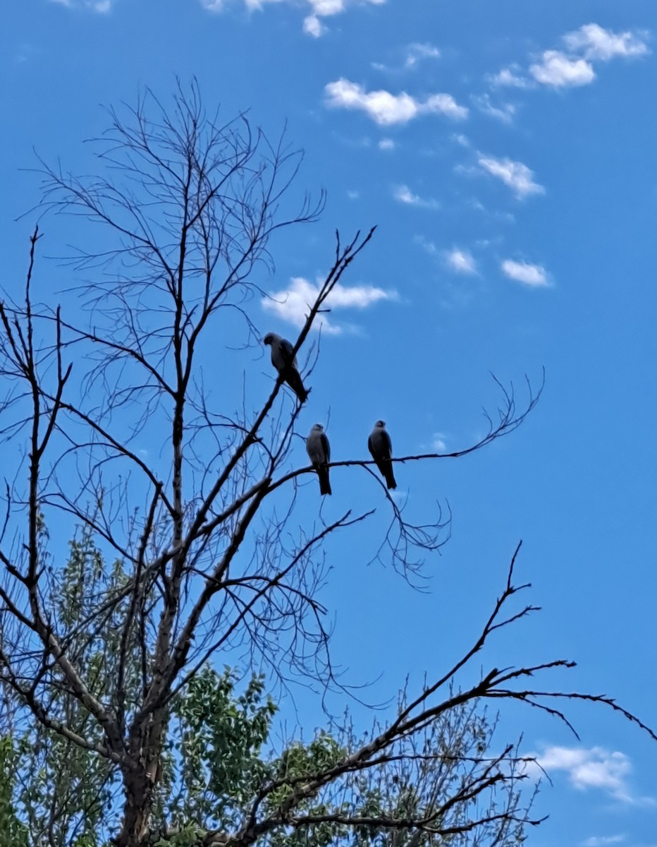 Mississippi Kite - ML634872252