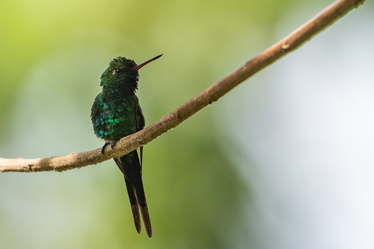 Golden-crowned Emerald - ML634872394