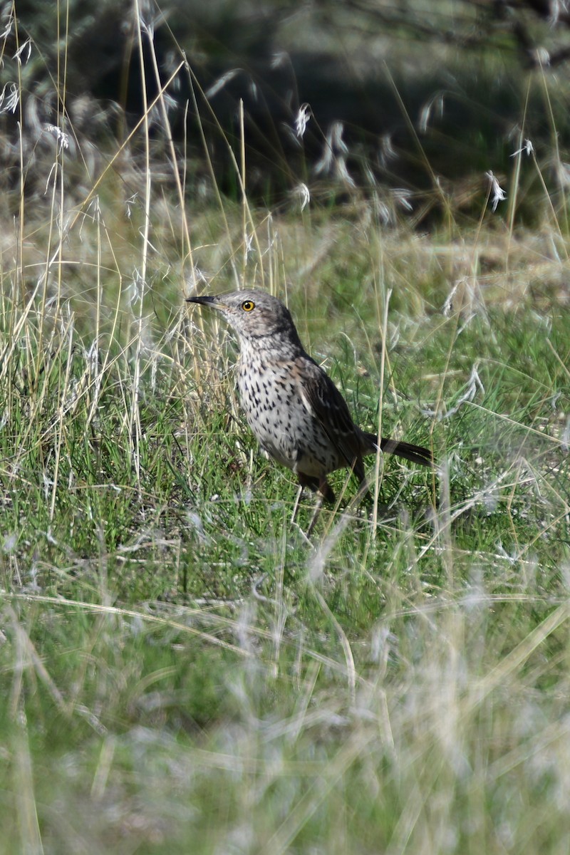 Sage Thrasher - ML634872478