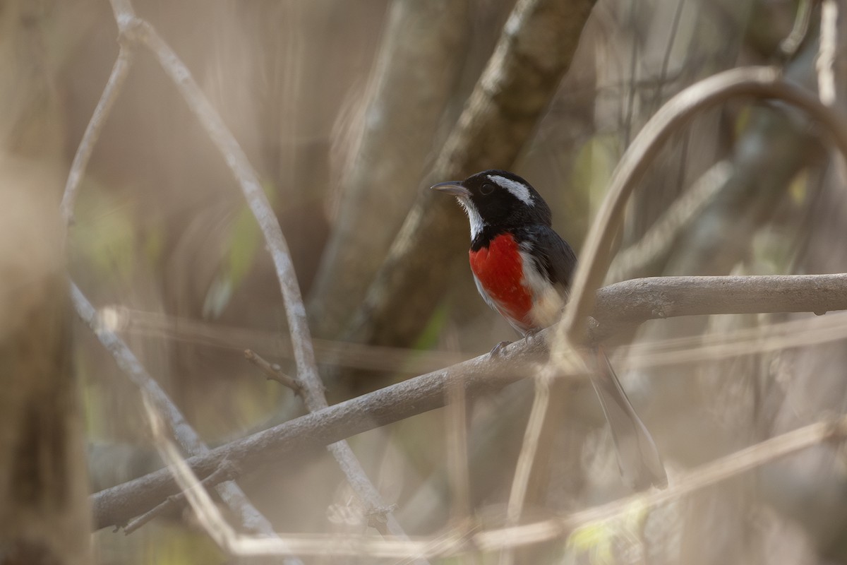 Red-breasted Chat (Red-breasted) - ML634872540