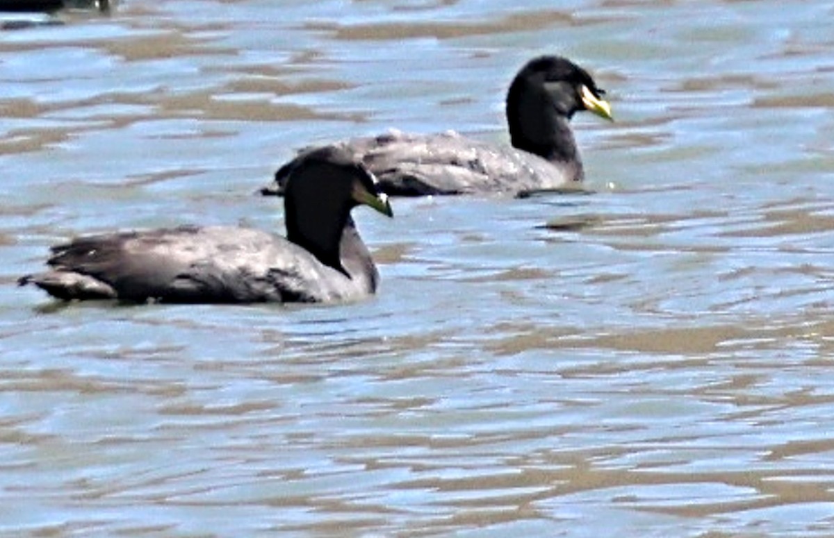 Horned Coot - ML634872590