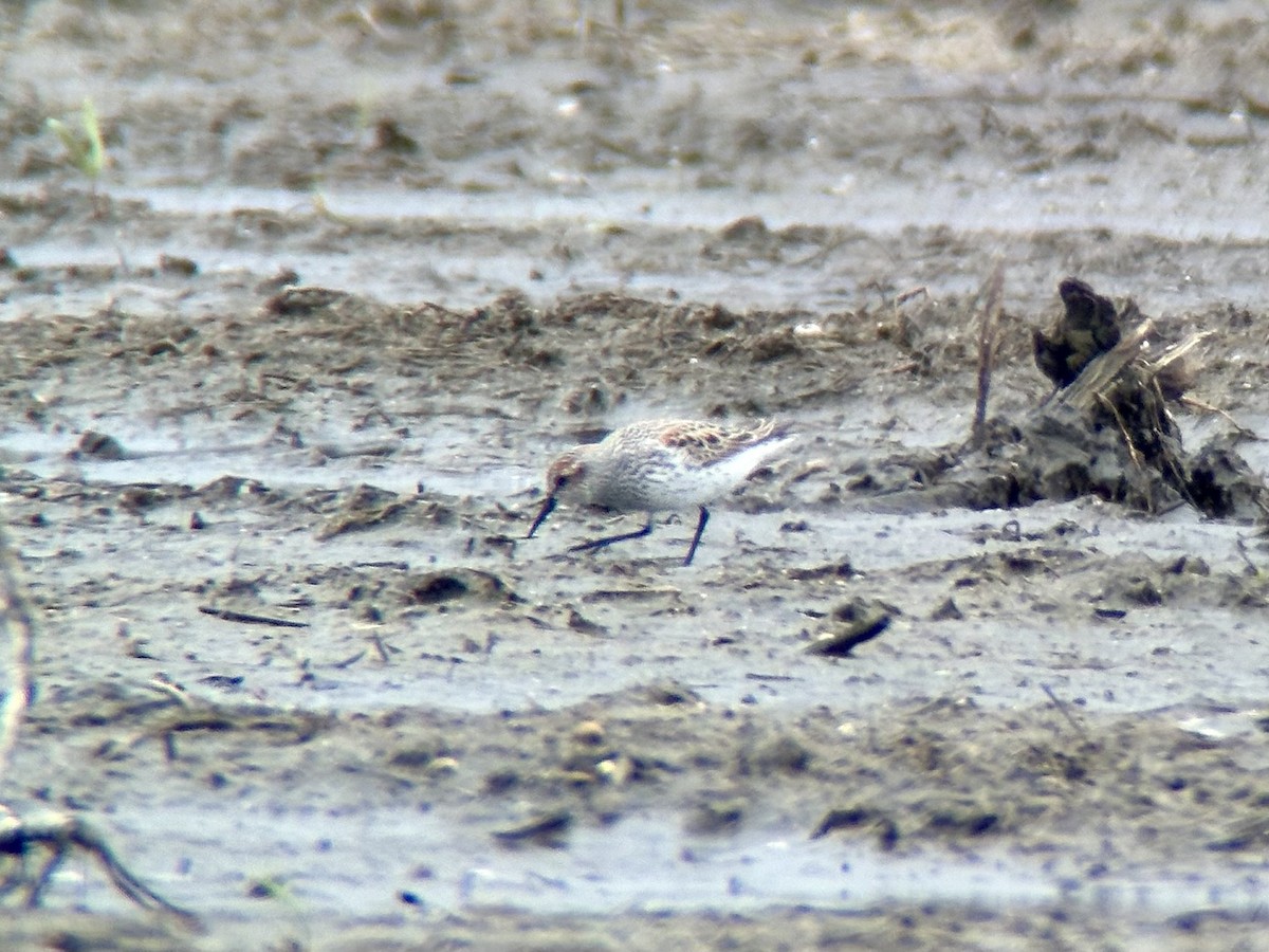 Western Sandpiper - ML634872636