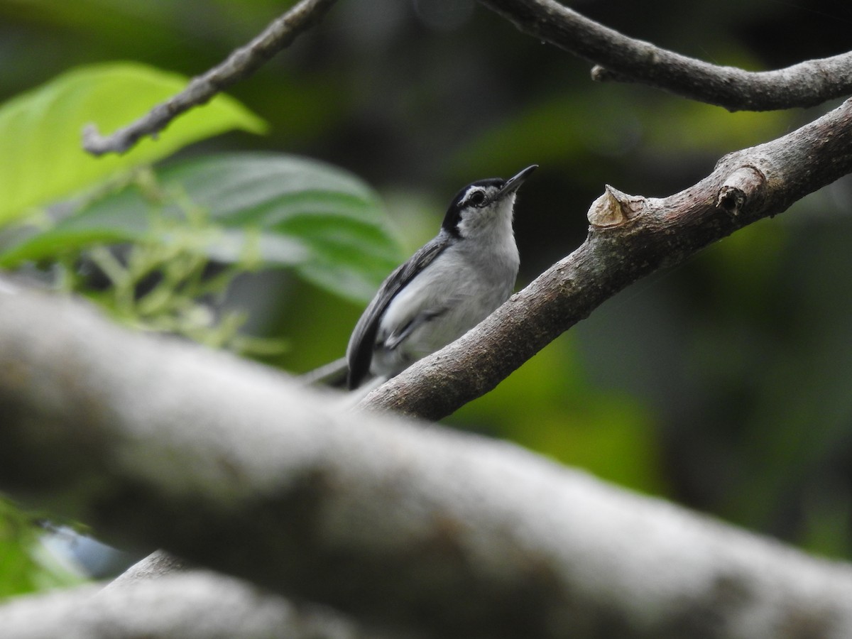 White-browed Gnatcatcher - ML634872654