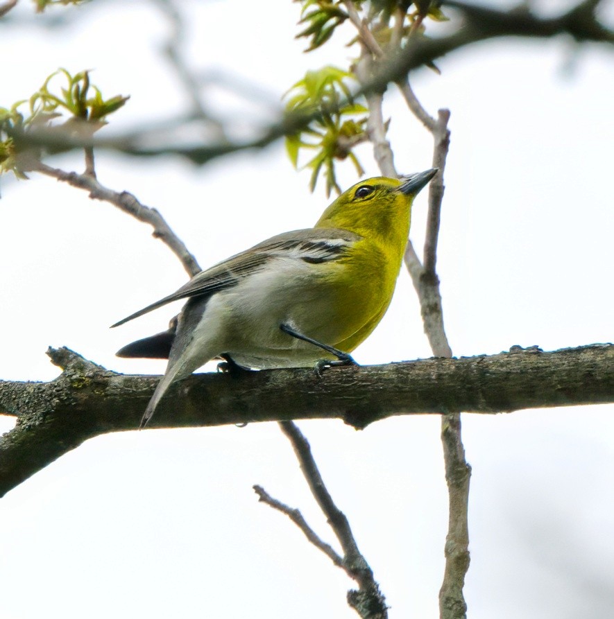 Yellow-throated Vireo - ML634872721