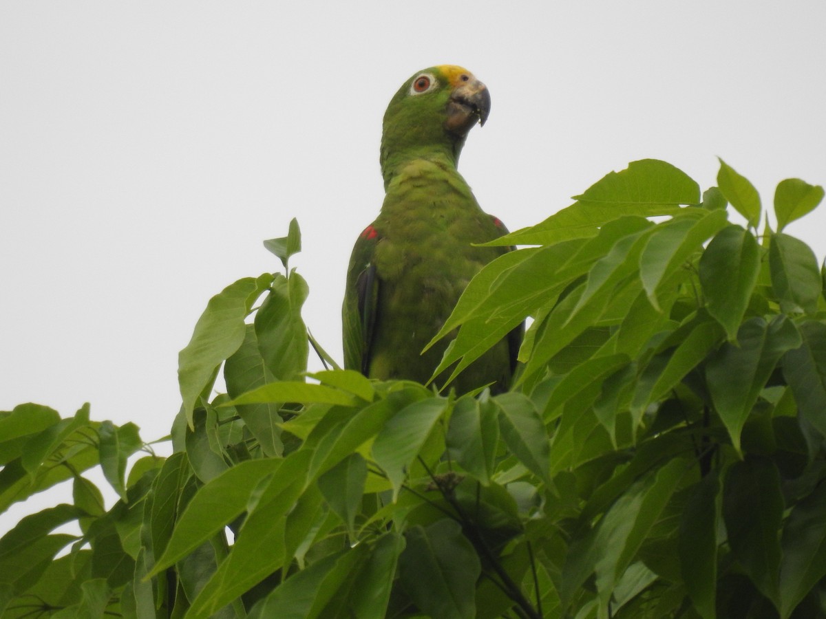 Amazona Real - ML634872797
