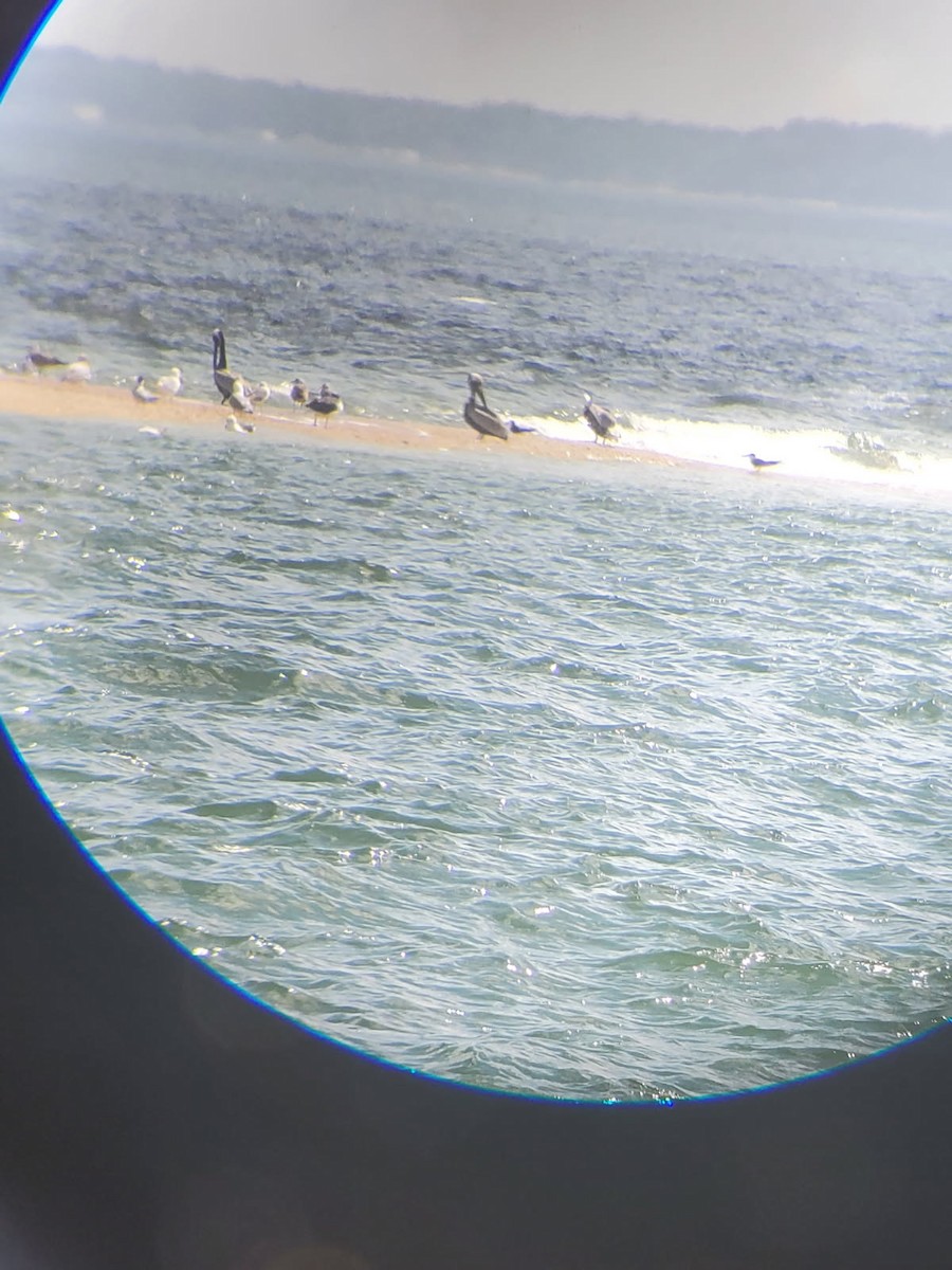 Black Skimmer - ML634872929