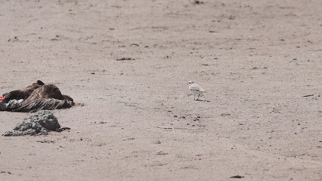 Snowy Plover - ML634873010
