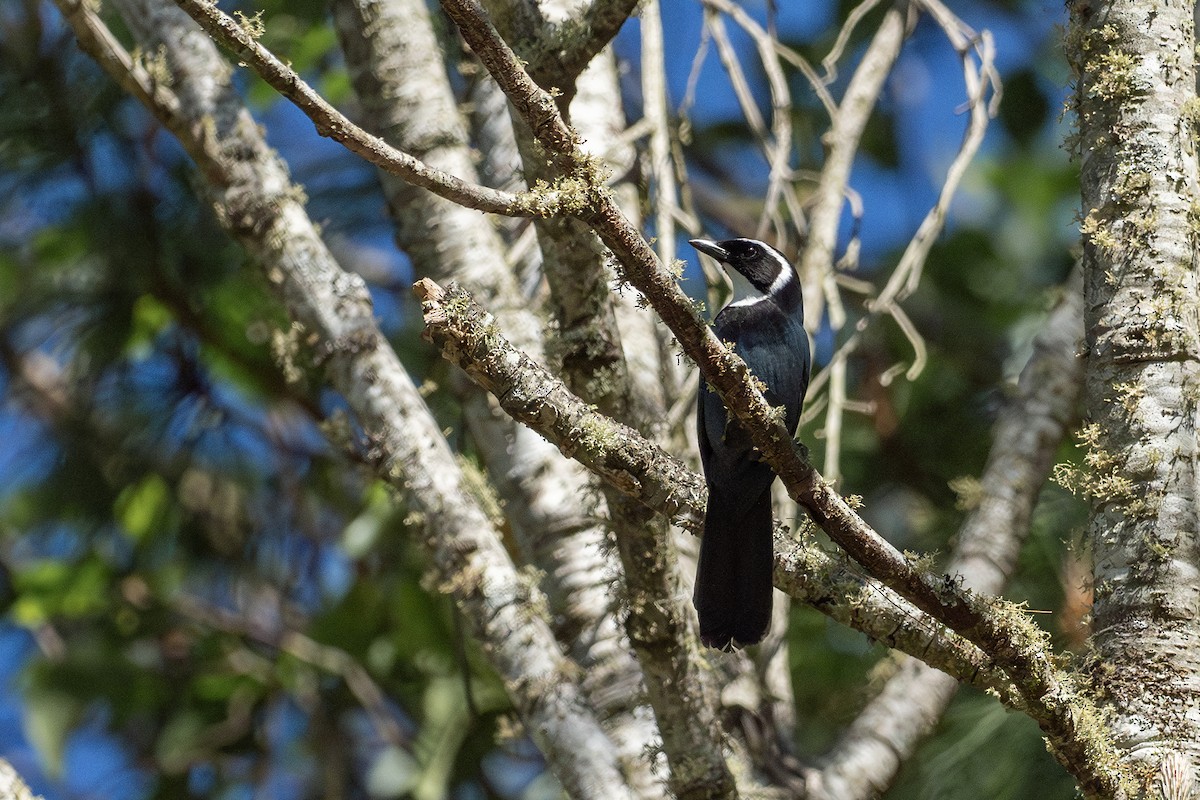 White-throated Jay - ML634873054