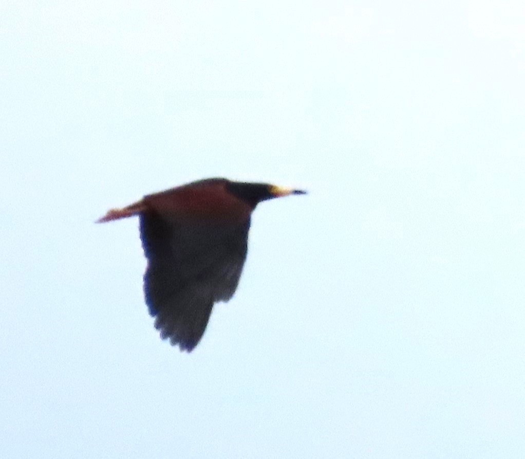 クロアマサギ - ML634873083